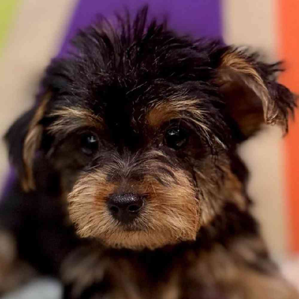 Image of a pet breed in the gallery