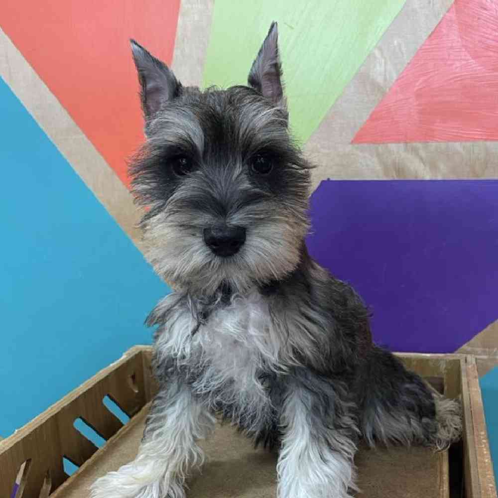 carousel pet images