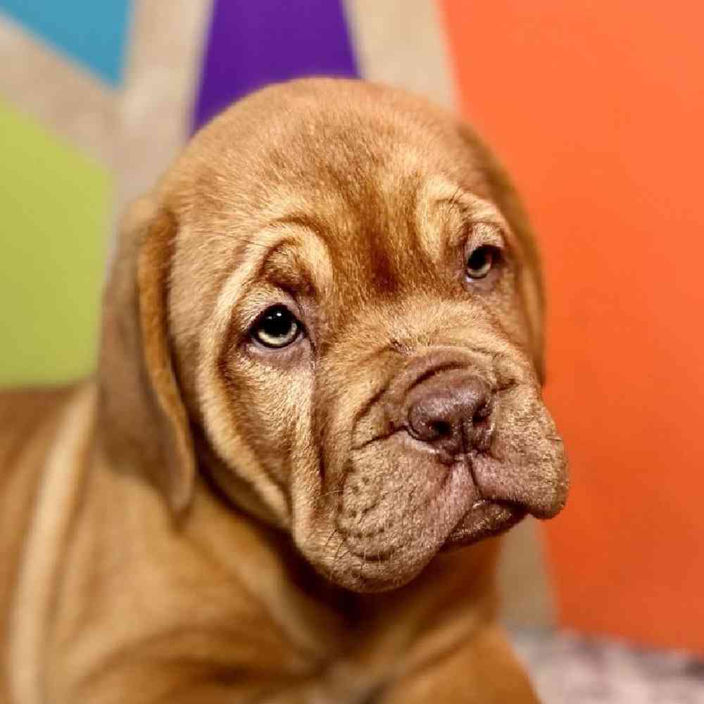 Female Dogue De Bordeaux Puppy for Sale in Rogers, AR
