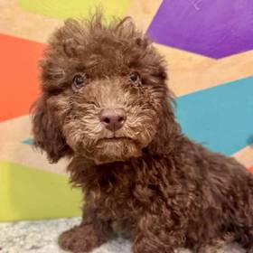 Cavapoo