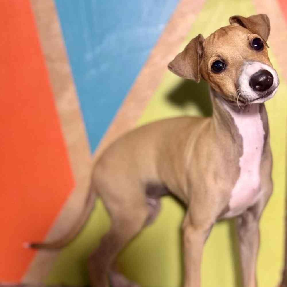 carousel pet images