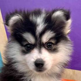 Pomsky