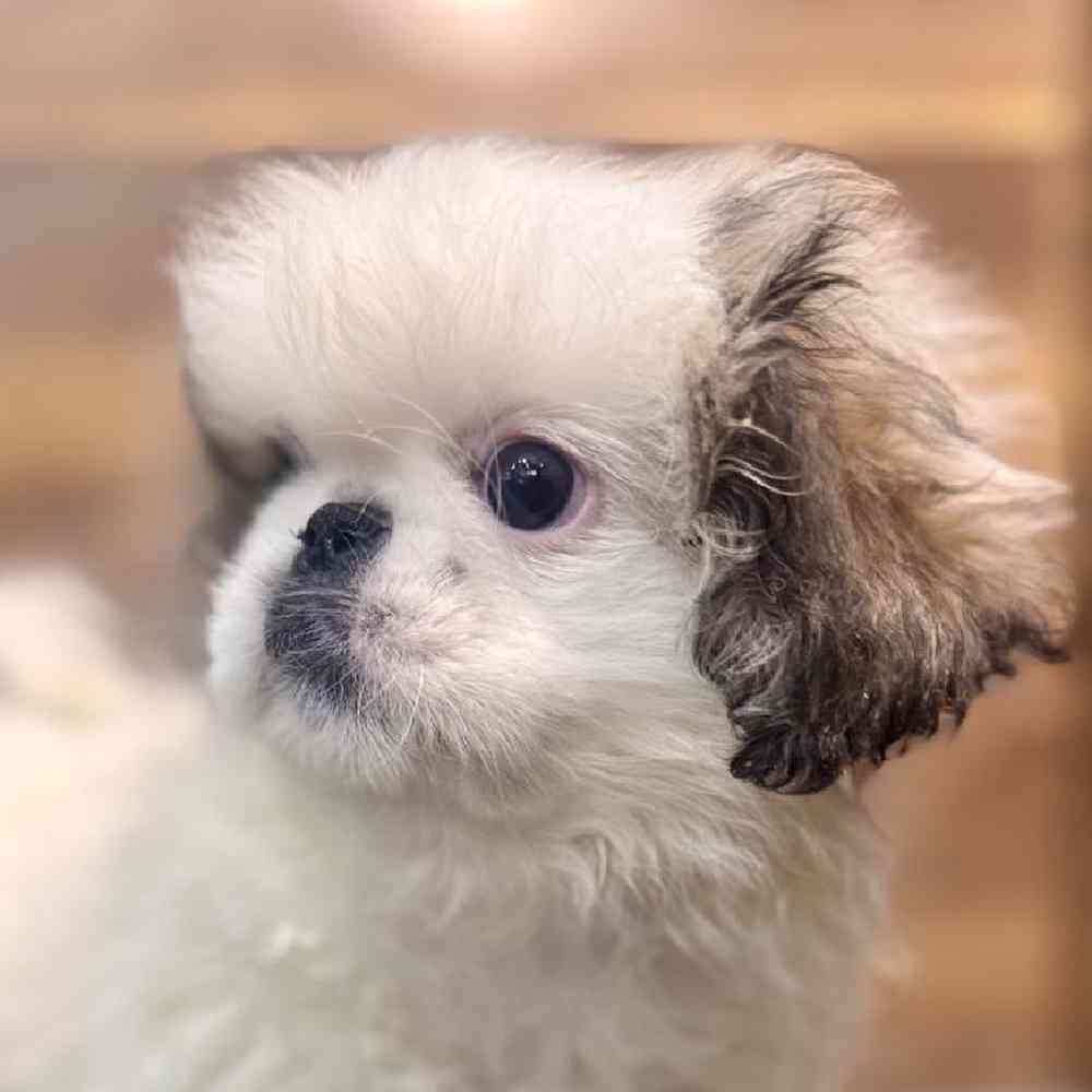 Male Pekingese Puppy for Sale in Rogers, AR