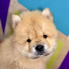 Chow Chow
