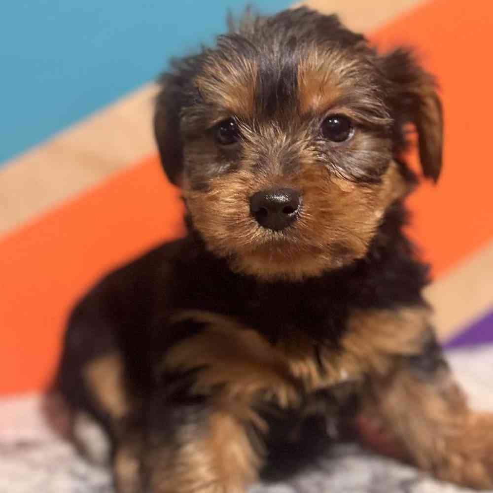 Male Yorkie Puppy for Sale in Rogers, AR