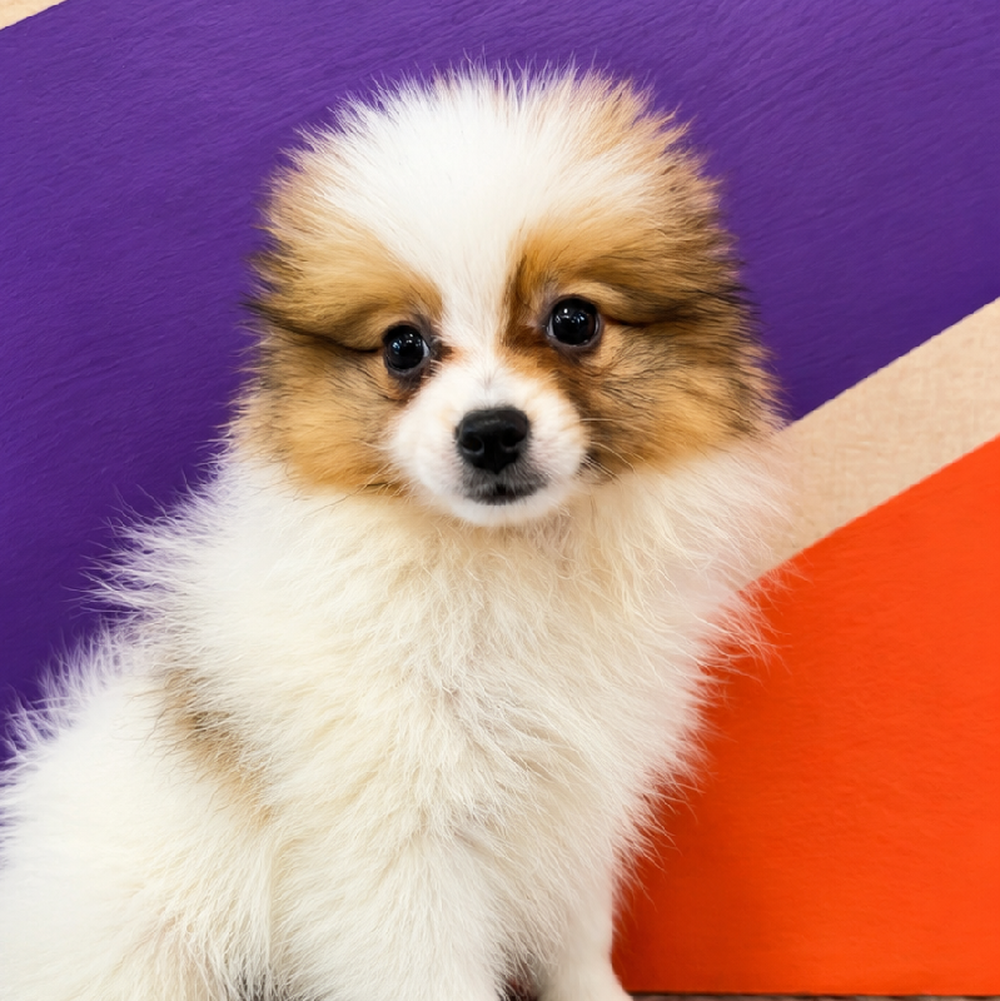 Image of a pet breed in the gallery