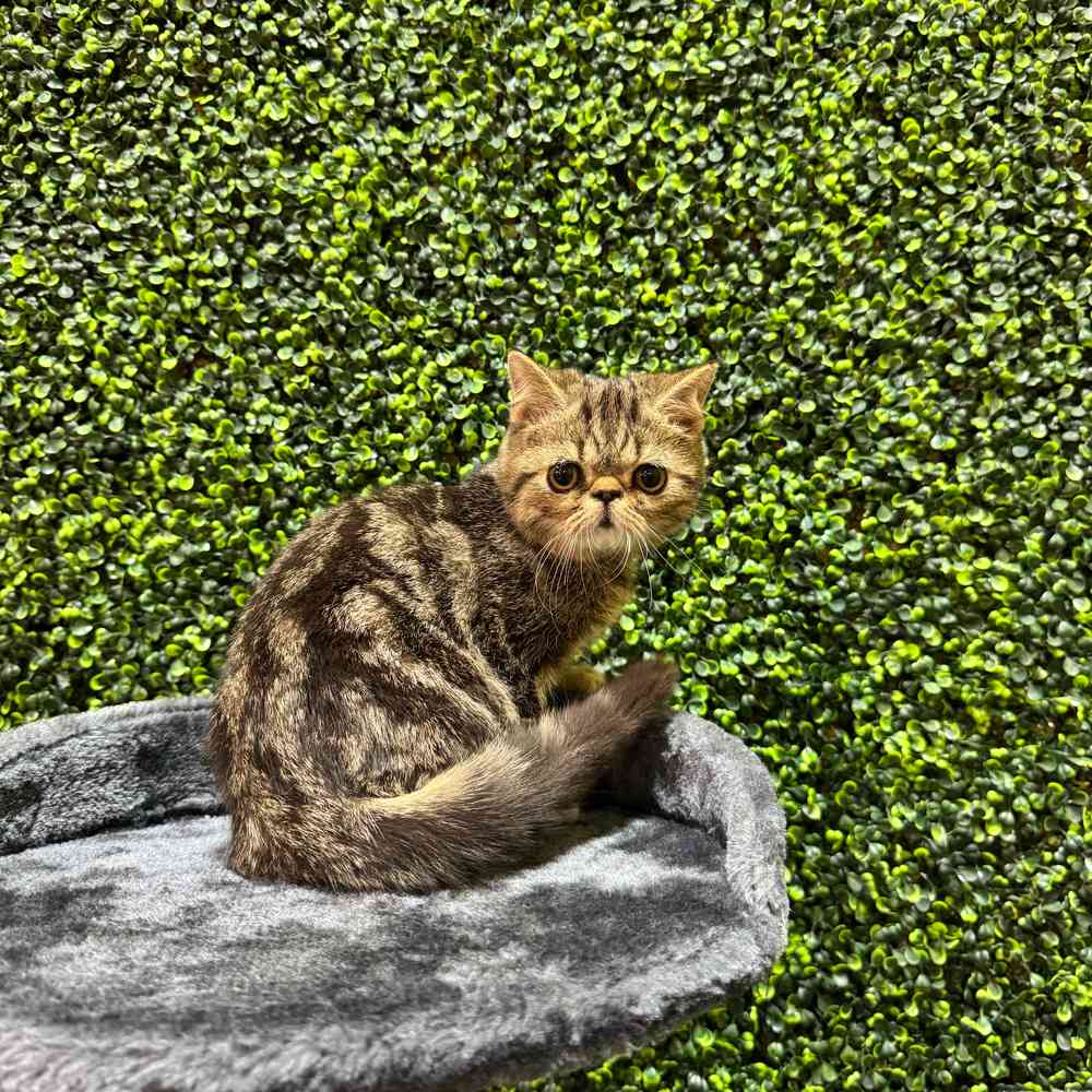 Image of a pet breed in the gallery