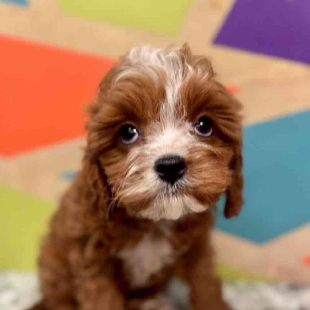 carousel pet images