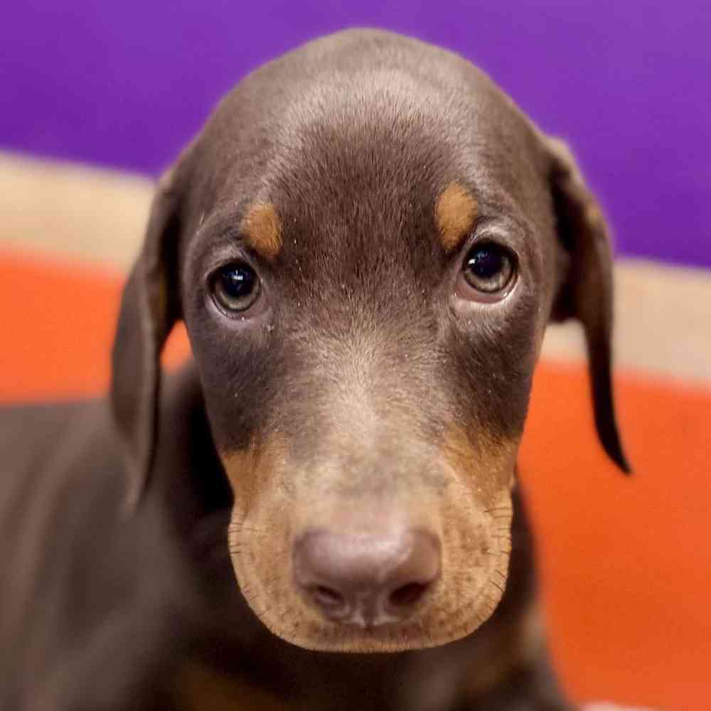Image of a pet breed in the gallery