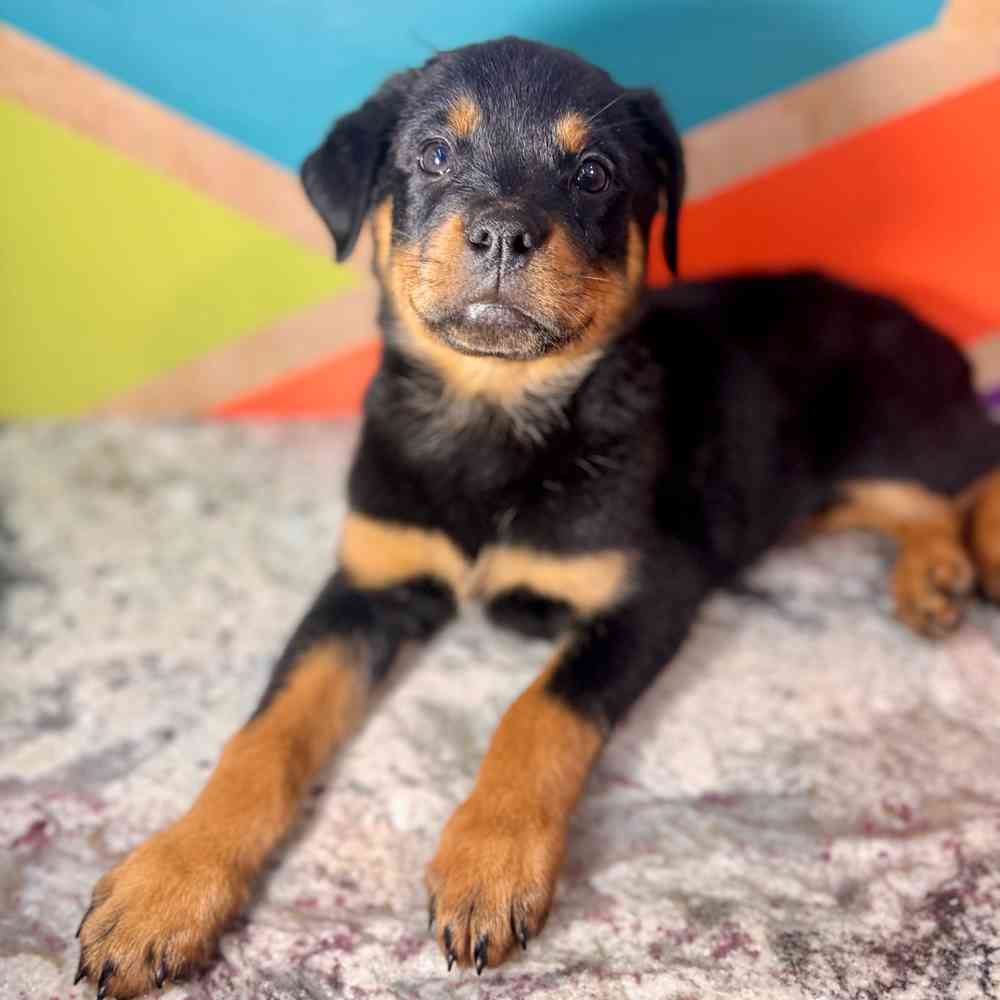 Image of a pet breed in the gallery