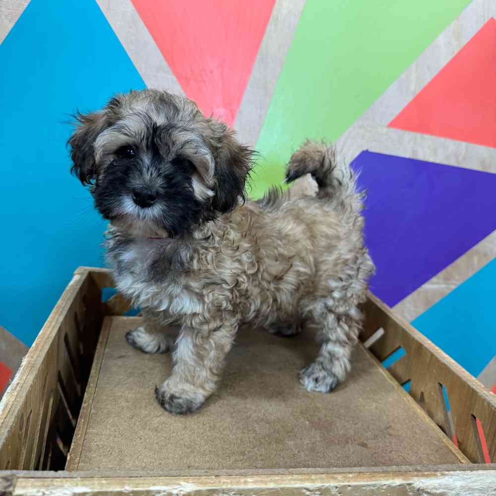 Image of a pet breed in the gallery