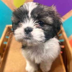 Shih Tzu
