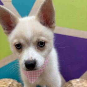 Alaskan Klee Kai