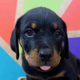Rottweiler