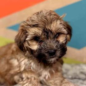 Morkie