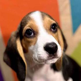 Beagle
