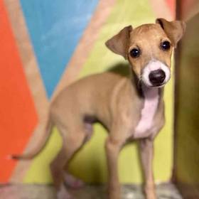 Italian Greyhound