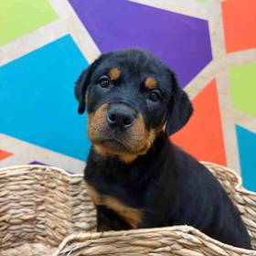 Rottweiler