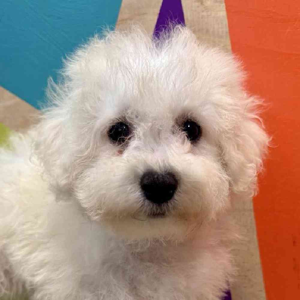carousel pet images