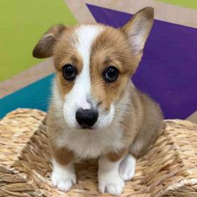 Pembroke Welsh Corgi