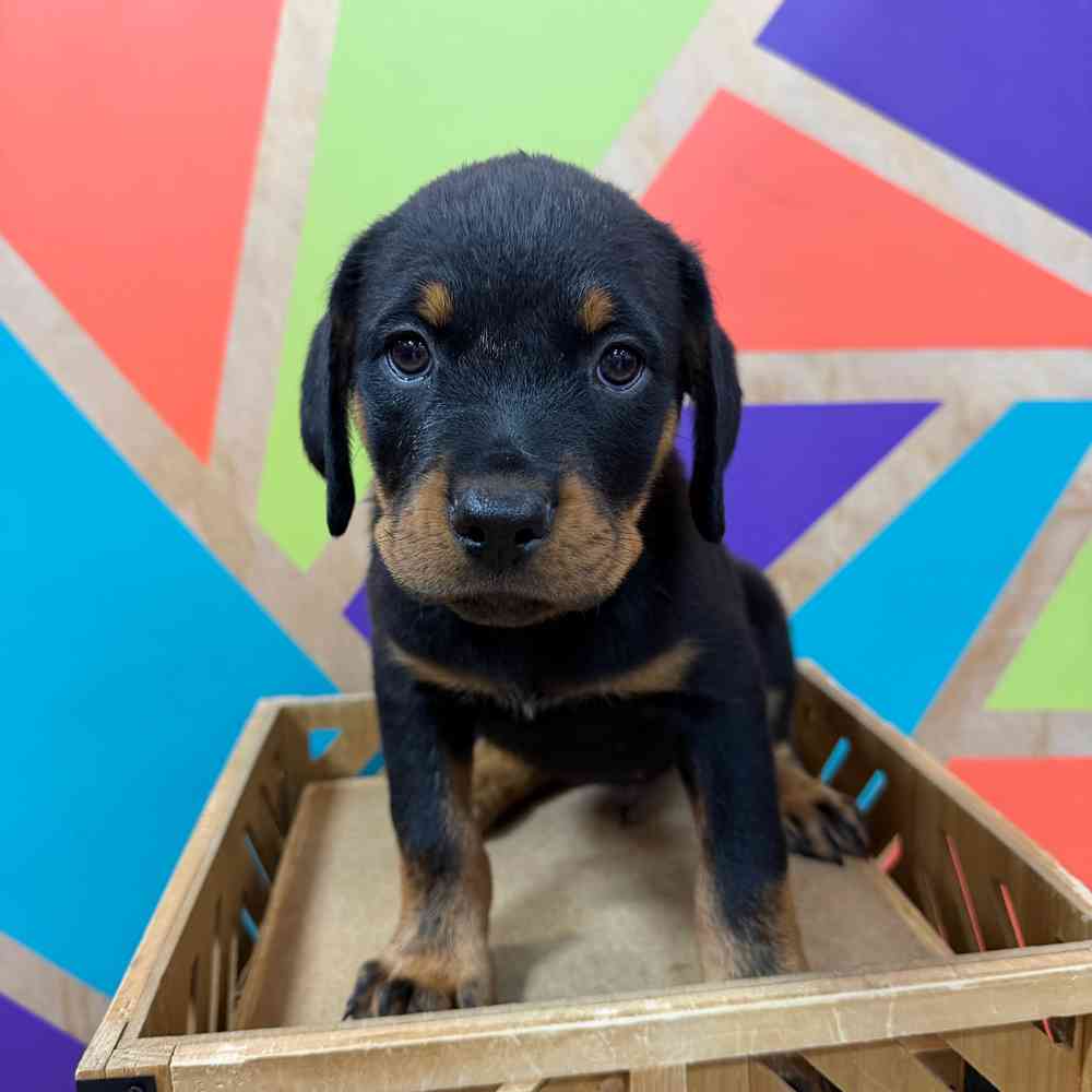 carousel pet images