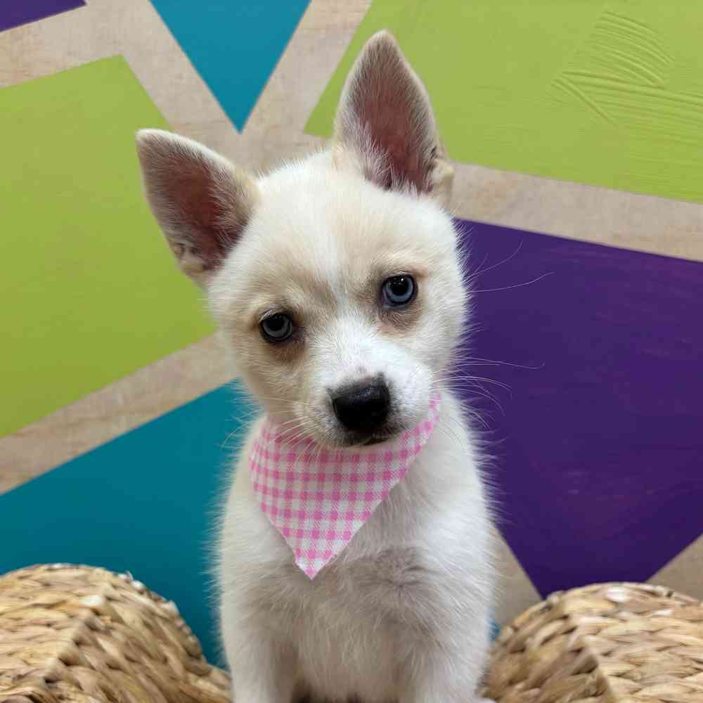carousel pet images