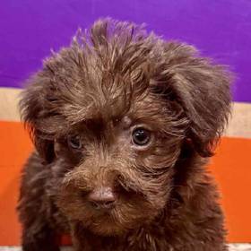 Schnoodle