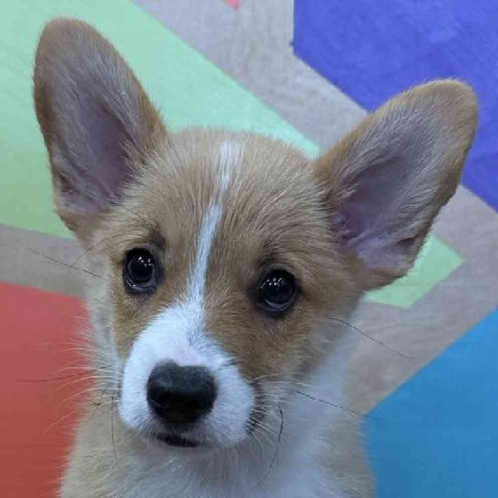 Male Pembroke Welsh Corgi Puppy for Sale in Joplin, MO