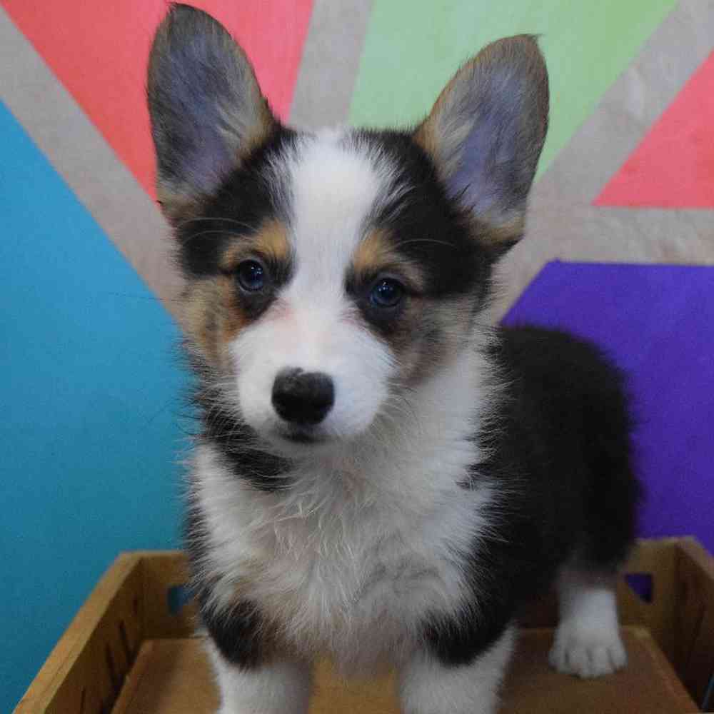 Male Pembroke Welsh Corgi Puppy for Sale in Joplin, MO