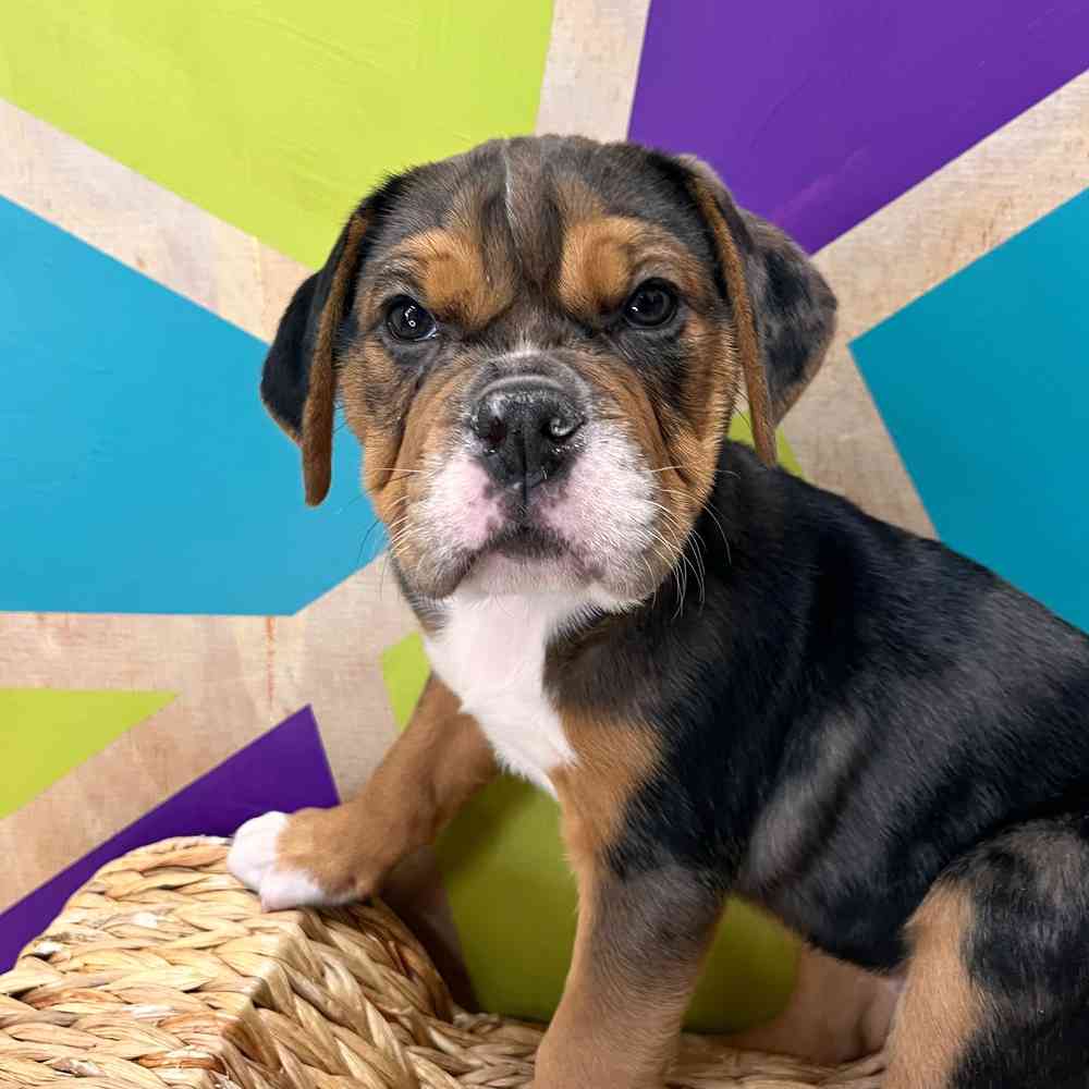 Image of a pet breed in the gallery