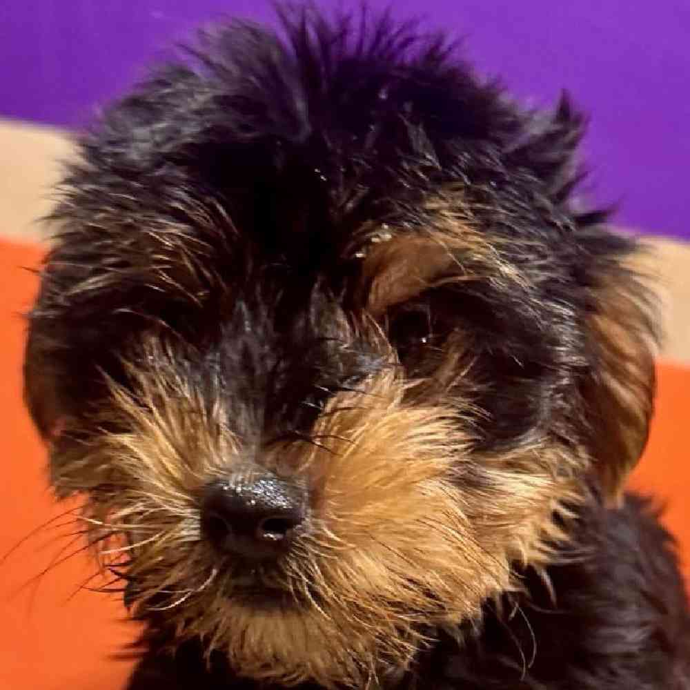 Image of a pet breed in the gallery