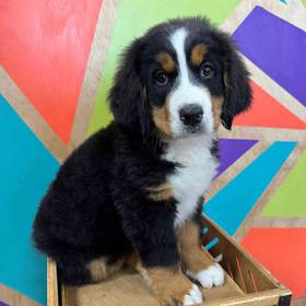 Bernese Mountain Dog