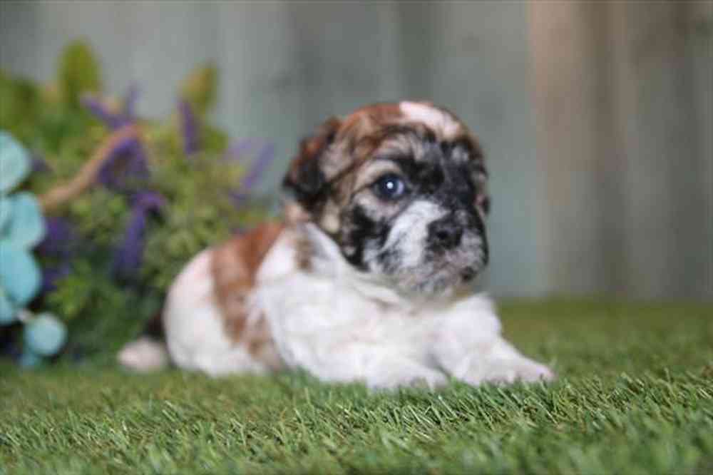 carousel pet images