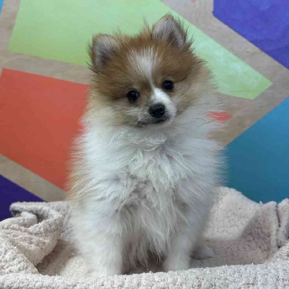 carousel pet images