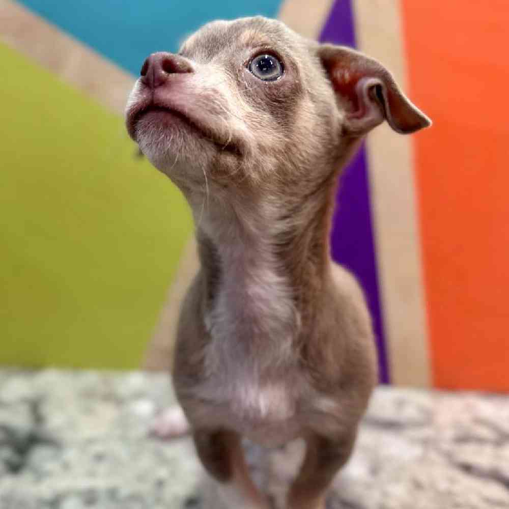 carousel pet images