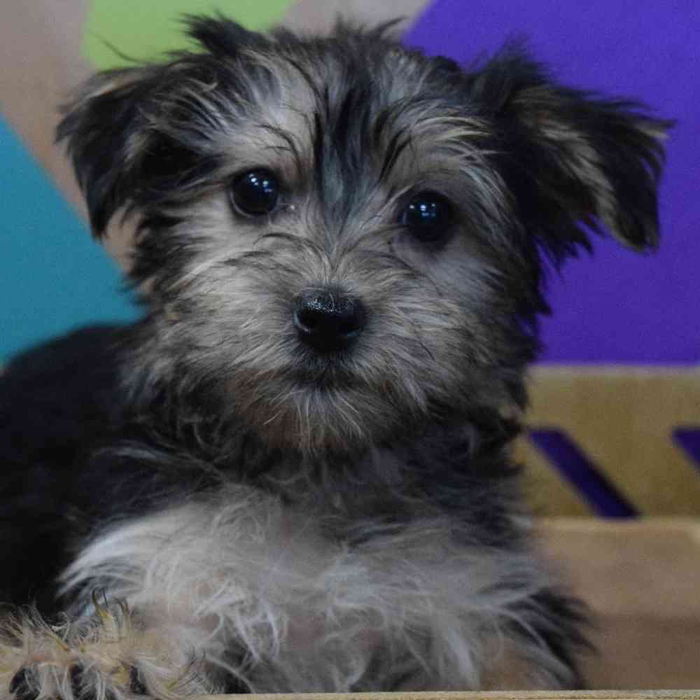 Female Morkie Puppy for Sale in Joplin, MO