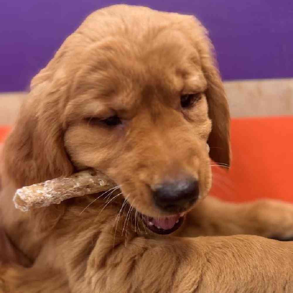 Image of a pet breed in the gallery