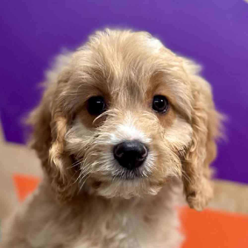 carousel pet images