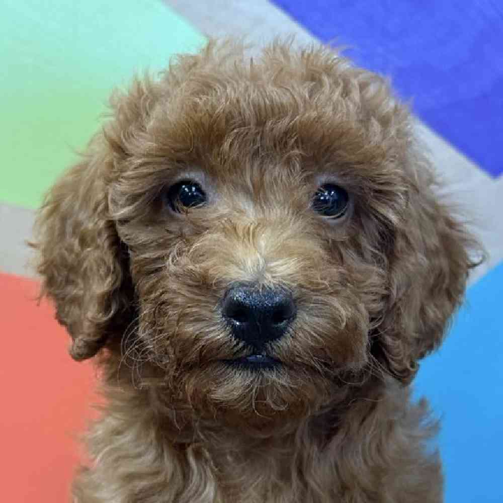 Male Mini Poodle Puppy for Sale in Joplin, MO
