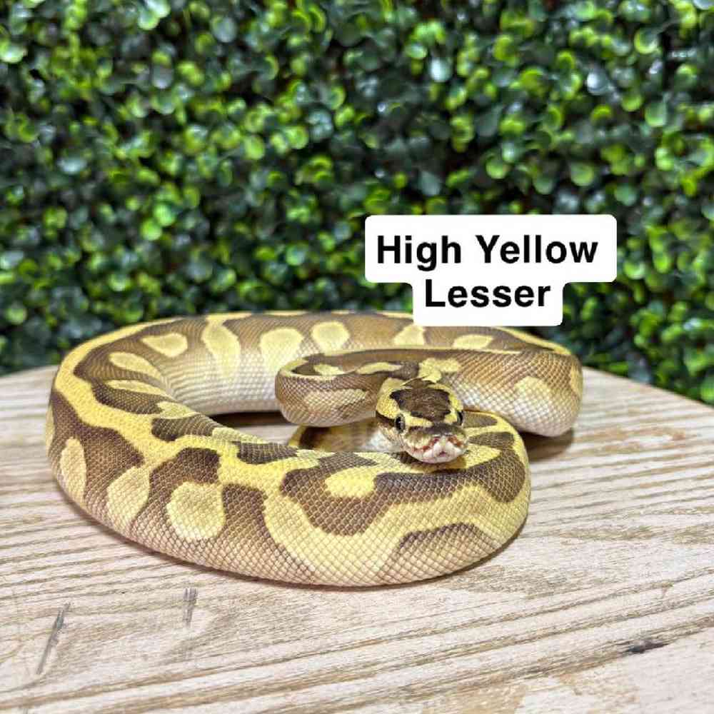 Female Ball Python Reptile for Sale in Joplin, MO