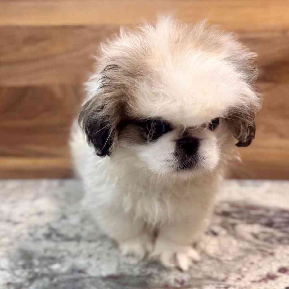 carousel pet images