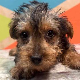 Yorkie