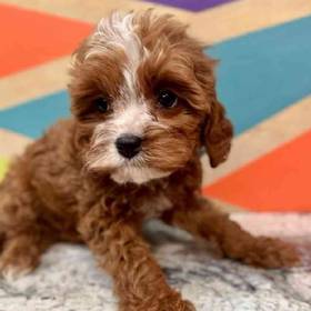 Cavapoo