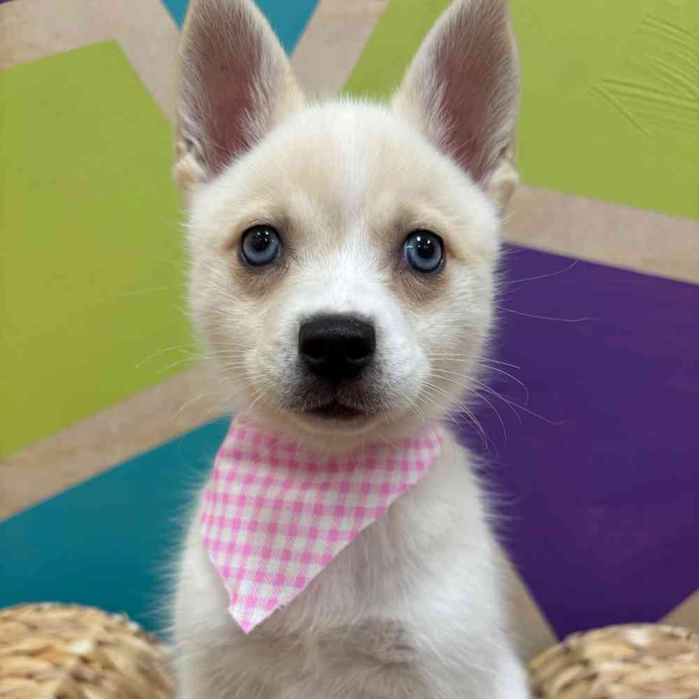 carousel pet images