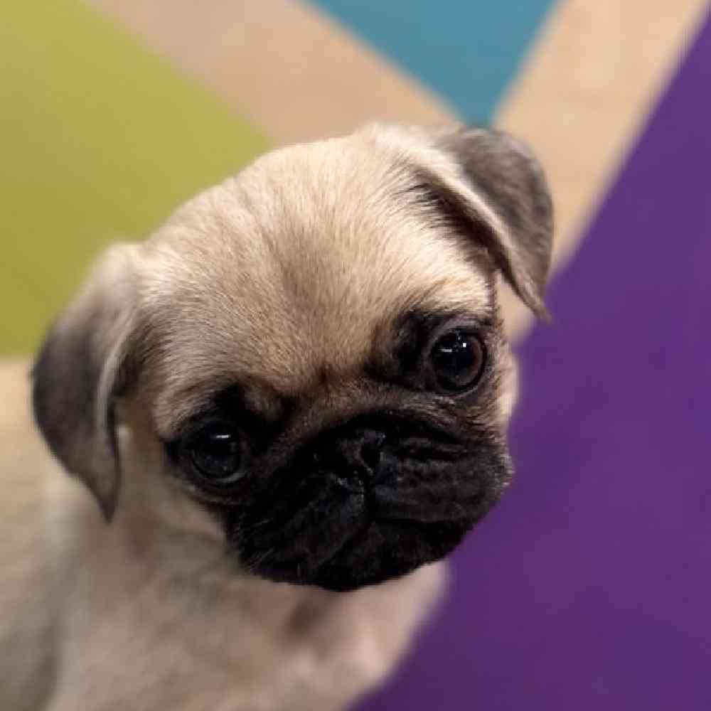 Image of a pet breed in the gallery