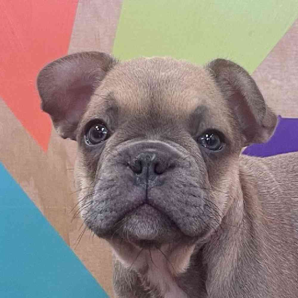 Male French Bulldog Puppy for Sale in Joplin, MO