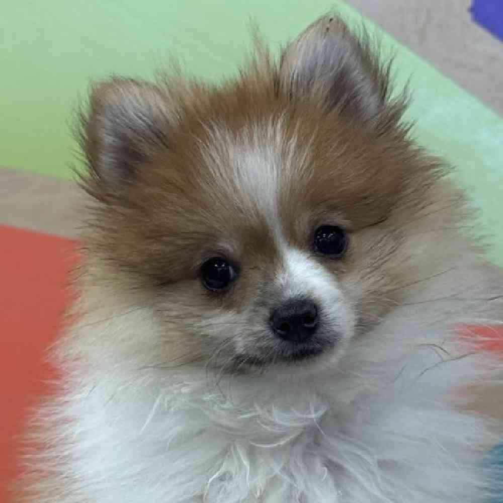 Image of a pet breed in the gallery