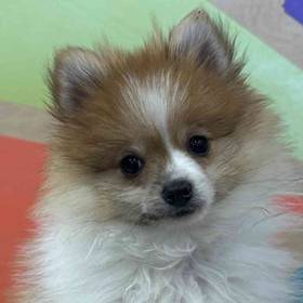 Pomeranian