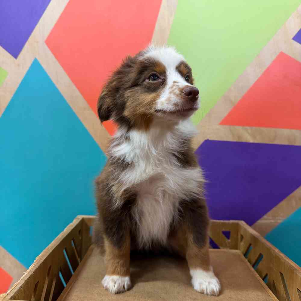Image of a pet breed in the gallery