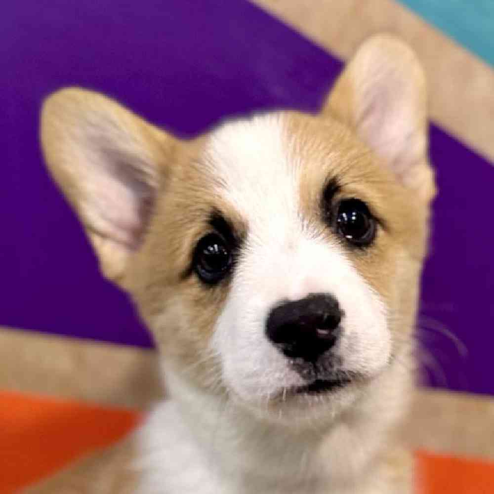 Male Pembroke Welsh Corgi Puppy for Sale in Rogers, AR